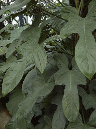 Pictured at the Jardin Botanique de Lyon (France) Image Copyright © 2003 by David Scherberich
