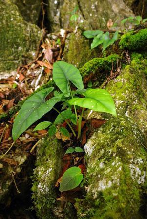 Pictured in Borneo: Sarawak Image Copyright © 2011 by Lars Nauheimer