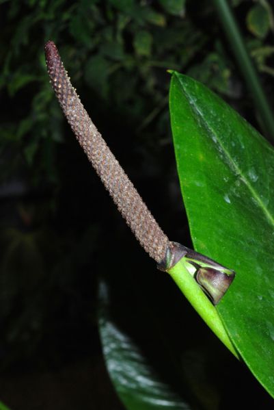 文件:Anthbinotii0 01.jpg