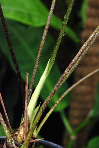 文件:Anthmaculosum 02.jpg