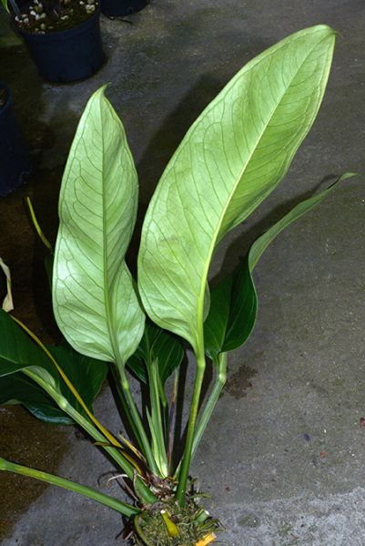 文件:AnthmicheliiCroat 04.jpg