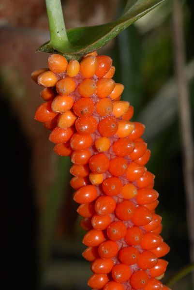 文件:Anthoxyphyllum 04.jpg