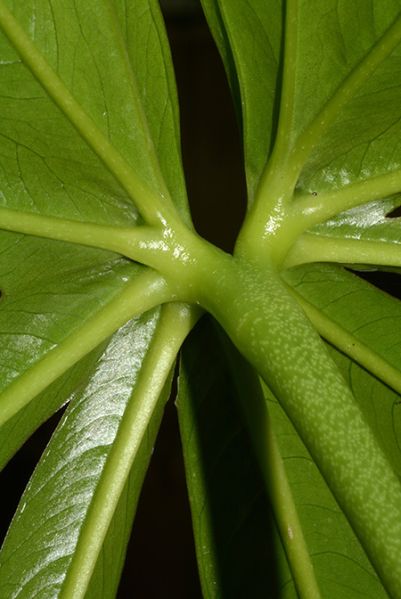 文件:AnthpradoenseCroat 06.jpg