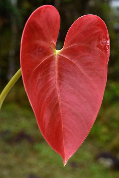 文件:AnthroseospadixFM 04.jpg