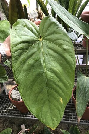 Croat 93460 from Cotopaxi, Ecuador Pictured at the Jardin Botanique du Montet (Nancy, France) Image Copyright © 2020 by David Scherberich