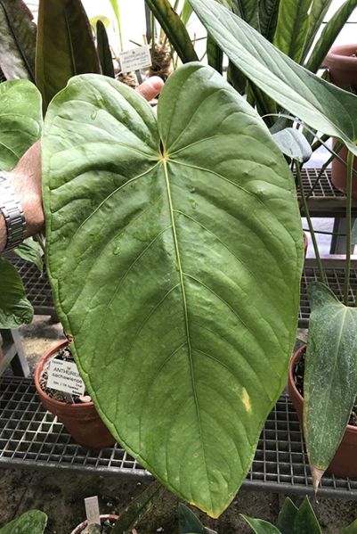 文件:AnthsachawienseCroat93460 01.jpg