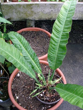 From Peru (Loreto), pictured at the Jardin Botanique du Montet (Nancy, France) Image Copyright © 2006 by David Scherberich