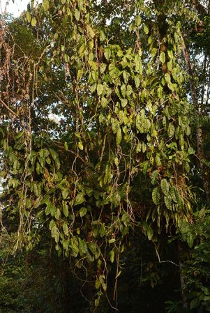 Pictured along Río Anzu (Pastaza, Ecuador) Image Copyright © 2015 by David Scherberich