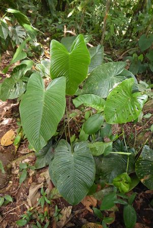 Pictured in San Miguel de los Bancos, Pichincha, Ecuador Image Copyright © 2017 by Bruce Dunstan