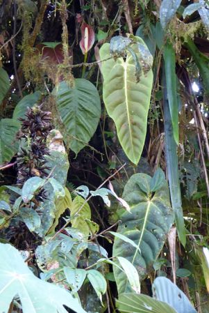 Pictured in La Planada Reserve, Narino, Colombia Image Copyright © 2018 by Bruce Dunstan