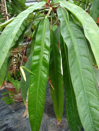 Pictured at the Botanischer Garten und Botanisches Museum Berlin-Dahlem (Germany) Image Copyright © 2006 by David Scherberich