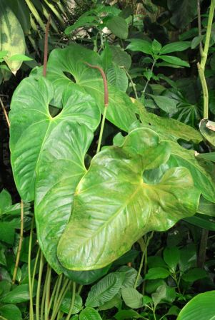 Pictured in the Botanischer Garten der Universitat Göttingen (Germany) Image Copyright © 2011 by David Scherberich