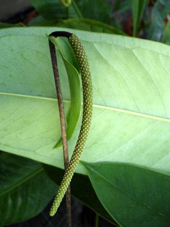 Pictured at the Botanischer Garten und Botanisches Museum Berlin-Dahlem (Germany) Image Copyright © 2006 by David Scherberich