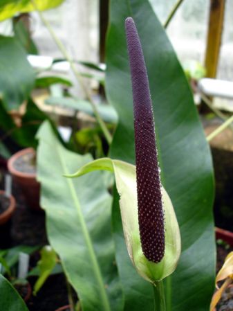 Pictured in the Botanischer Garten München (Germany) Image Copyright © 2016 by David Scherberich