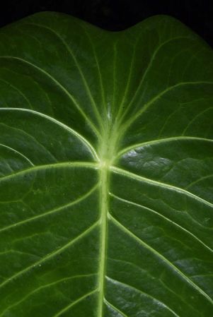 Pictured in Huanuco, Peru Image Copyright © 2020 by Fred Muller