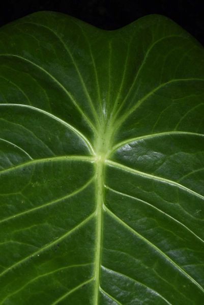 文件:AnthpeltatumFMPER 05.jpg