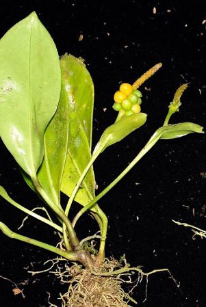 SL571, pictured in Panama Image Copyright © 2011 by Lars Nauheimer