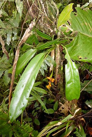 Pictured on Cerro Mariposa, Santa Fe (Panama) Image Copyright © 2016 by Bruce Dunstan
