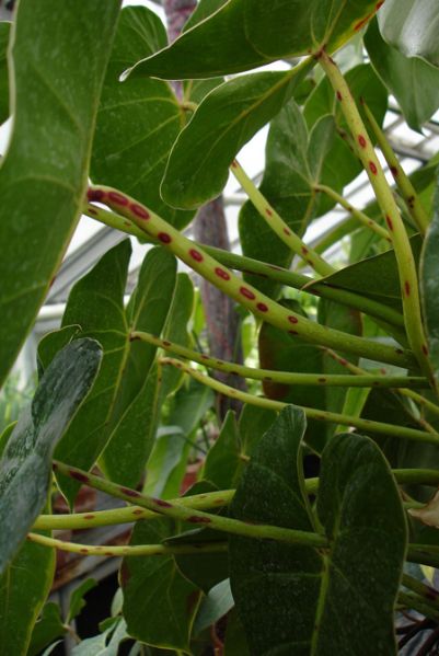 文件:Philocordatum 06.jpg