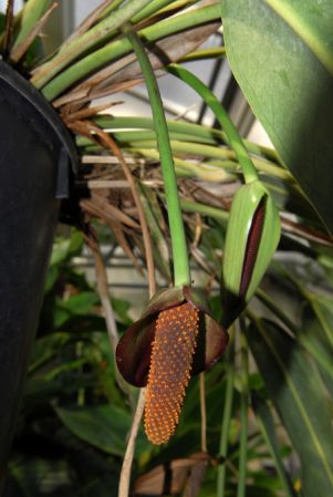 Pictured in the Botanischer Garten der Philipps-Universität Marburg (Germany) Image Copyright © 2011 by David Scherberich