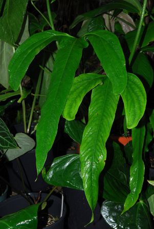 Pictured at Ree Gardens (Miami, Florida) Image Copyright © 2012 by David Scherberich