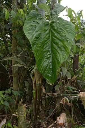 Croat 105638 pictured near Muyuna, Napo/Ecuador Image Copyright © 2015 by David Scherberich