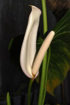 From Puntarenas (Costa Rica), pictured at the Jardin Botanique de Lyon (France) Image Copyright © 2014 by David Scherberich