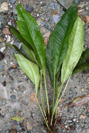 Croat 105504 pictured near El Chaco, Napo (Ecuador) Image Copyright © 2015 by David Scherberich