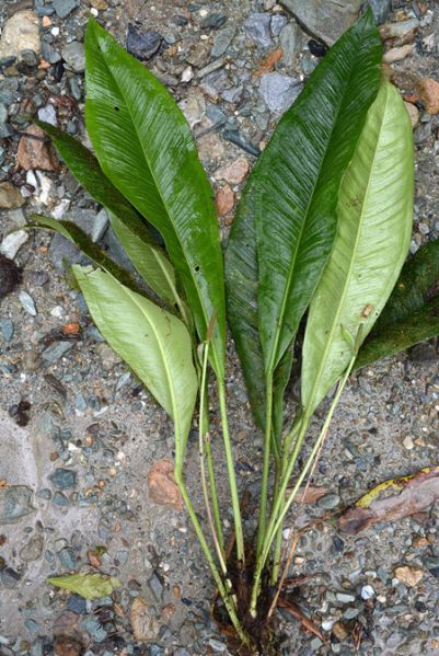 文件:AnthpenningtoniiCroat 05.jpg