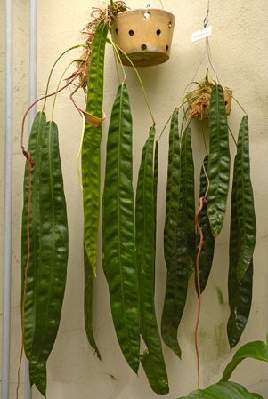 Pictured in Botanical Garden Liberec (Czech Republic) Image Copyright © 2017 by David Scherberich