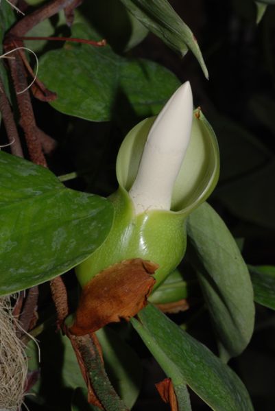 文件:Philoecordatum 03.jpg