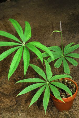 Croat 81920 from Peru (Junin) Pictured at the Jardin Botanique du Montet (Nancy, France) Image Copyright © 2012 by David Scherberich