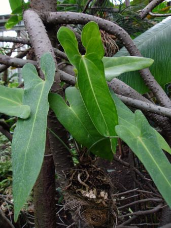 Pictured at the Botanischer Garten und Botanisches Museum Berlin-Dahlem (Germany) Image Copyright © 2006 by David Scherberich
