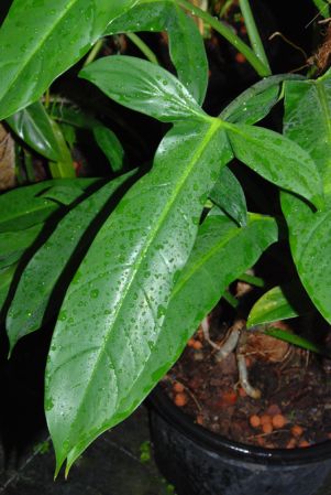 From Heredia, Costa Rica, pictured at the Jardin Botanique de Lyon (France) Image Copyright © 2010 by David Scherberich