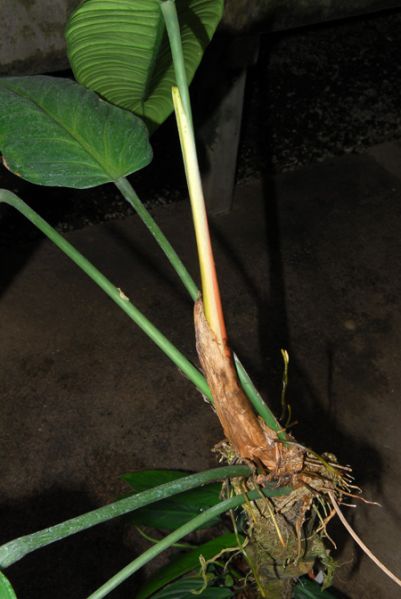 文件:Philoasplundii 20.jpg