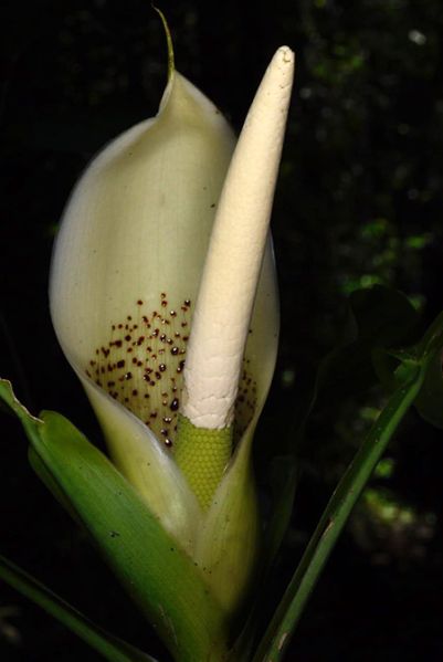 文件:PhiloaurantiifoliumFM 02.jpg