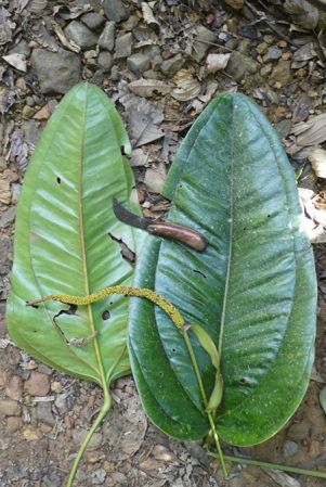 Pictured in Montezuma, Risaralda (Colombia) Image Copyright © 2019 by Bruce Dunstan