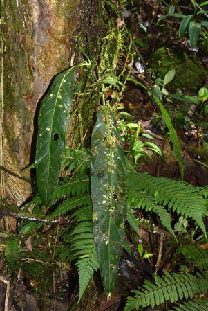 Croat 105648 pictured near Muyuna, Napo/Ecuador Image Copyright © 2015 by David Scherberich