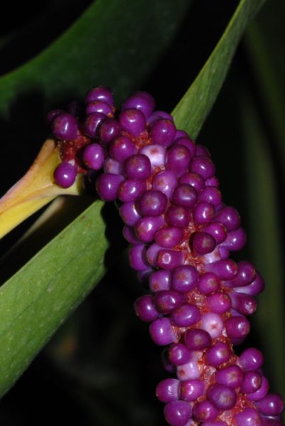 文件:Anthwilldenovii19880501BR 05.jpg