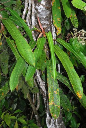 Croat 104020 pictured in Carchi, Ecuador Image Copyright © 2013 by David Scherberich