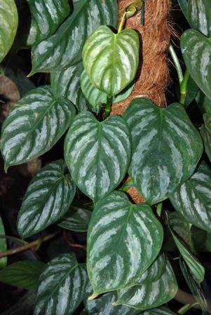 Pictured at the Jardin Botanique de Lyon (France) Image Copyright © 2012 by David Scherberich