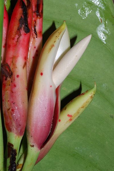 文件:PhiloheleniaeDS 09.jpg
