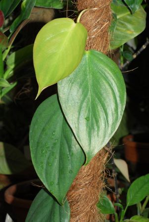 Croat 102968 from Regina, French Guiana Pictured at the Jardin Botanique du Montet (Nancy, France) Image Copyright © 2012 by David Scherberich