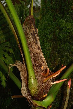 Pictured in the Botanischer Garten München (Germany) Image Copyright © 2016 by David Scherberich