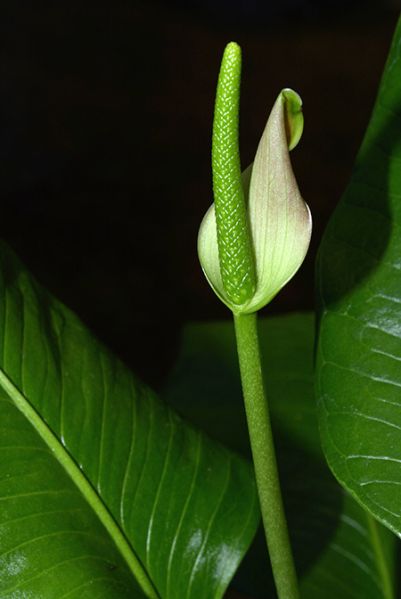 文件:Anthumbricola2002-1749K 03.jpg