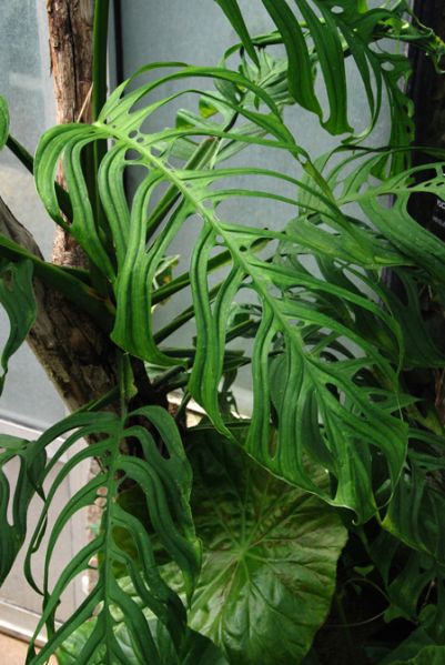 文件:Monsepipremnoides010366A 03.jpg