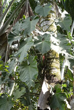 Pictured in Yasuni National Park (Orellana, Ecuador) Image Copyright © 2015 by David Scherberich