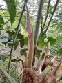 2026年6月1日 (一) 10:36版本的缩略图