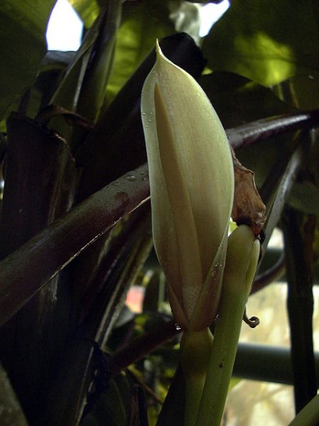 文件:Alocinornatah 13.jpg