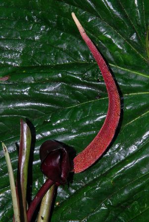 Croat 104、127/566, pictured in Carchi, Ecuador Image Copyright © 2013 by David Scherberich